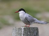 Arctic Tern (Noordse stern)