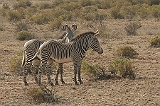 208_samburu_zebras2_900