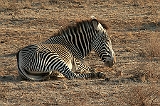 208_samburu_zebras3_900
