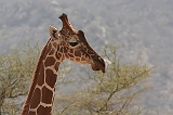 230_samburu_giraffe_900