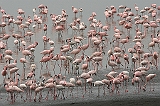 311_nakuru_flamingos1_900