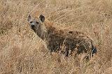 260_serengeti_hyena