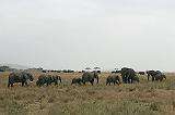 300_serengeti_olifanten3