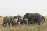 310_serengeti_olifanten2