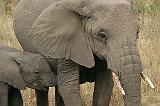 340_serengeti_olifanten