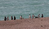 06592_pinguins