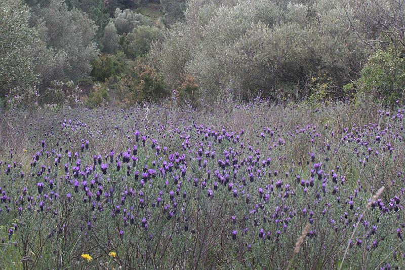10_IMG_7204.JPG - Lavendula stoechas is 1 van de kenmerkende en zeer algemene bloeiende plantensoorten deze tijd van het jaar (april/mei)