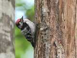Kleine bonte specht -  Lesser Spotted Woodpecker  (Azerbeidjan)