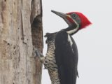 Gestreepte Helmspecht -  Lineated Woodpecker  (Suriname)
