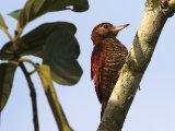 Bloedrugspecht -  Blood-colored Woodpecker  (Suriname)