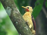 Strogele specht -  Cream-colored Woodpecker  (Suriname)
