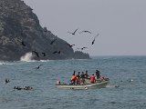 Frigatebirds and Brown Pelicans at the bay of Chuao