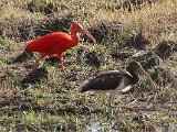 Scarlet Ibis (Rode Ibis) - Los Llanos