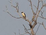 Laughing Falcon (Lachvalk) - Choroni