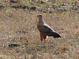 Savanna Hawk (Savannebuizerd) - Los Llanos