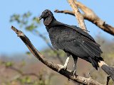 Black Vulture (Zwarte Gier) - Mochmla