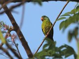 Golden-winged Parakeet (Oranjevleugelparkiet) - Ciudad Bolivar