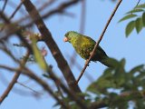 Golden-winged Parakeet (Oranjevleugelparkiet) - Ciudad Bolivar