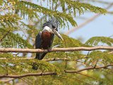 Ringed Kingfisher (Amerikaanse Reuzenijsvogel) - Los Llanos