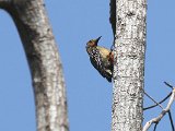 Red-crowned Woodpecker (Roodkruinspecht) - Henri Pittier N.P.