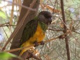 23 februari, Gambia - Bonte boertje (Senegal Parrot)