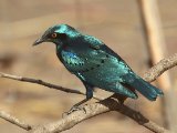 23 februari, Gambia - Noordelijke Blauwoorglansspreeuw (Lesser Blue-eared Glossy-Starling)