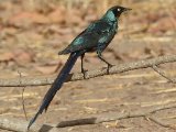 23 februari, Gambia - Groene langstaartglansspreeuw  (Long-tailed Glossy-Starling)