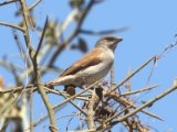 26 februari, Senegal - Grijskopmus (Northern Grey-headed Sparrow)
