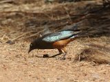 26 februari, Senegal - Roodbuikglansspreeuw (Chestnut-bellied Starling)