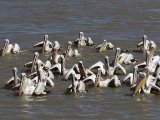 27 februari, Senegal - Roze pelikaan (White Pelican)