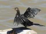 27 februari, Senegal - Afrikaanse dwergaalscholver (Long-tailed Cormorant)