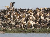 27 februari, Senegal - Roze pelikaan (White Pelican)