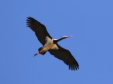 27 februari, Senegal - Zwarte ooievaar (Black Stork)