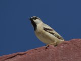 2 maart, Mauritanië - Woestijnmus (Desert Sparrow)