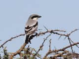6 maart, Westelijke Sahara - Iberische Klapekster (Southern Grey Shrike)