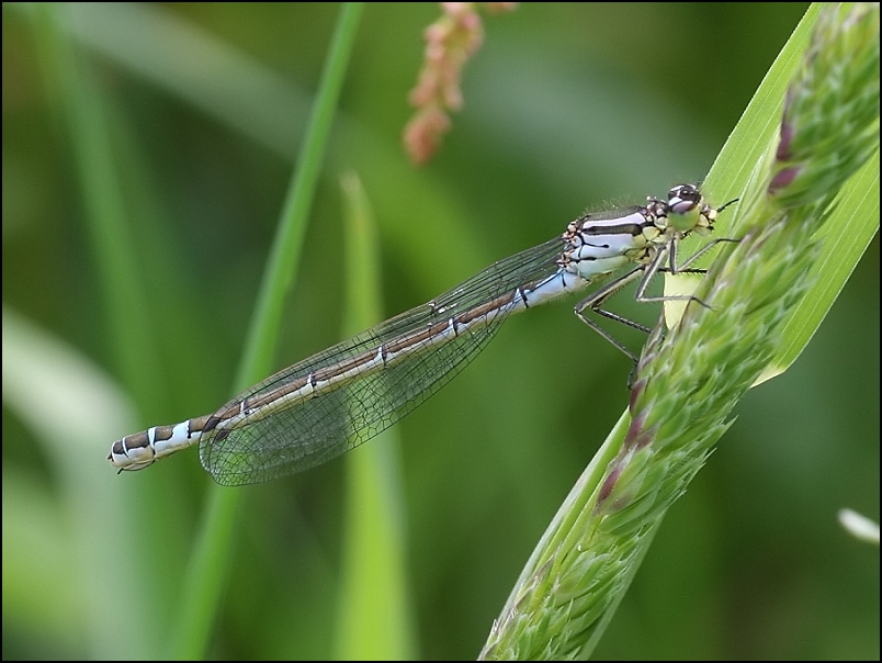 2007-05-13_Maanwaterjuffer_vr_-_Oudemolen.jpg