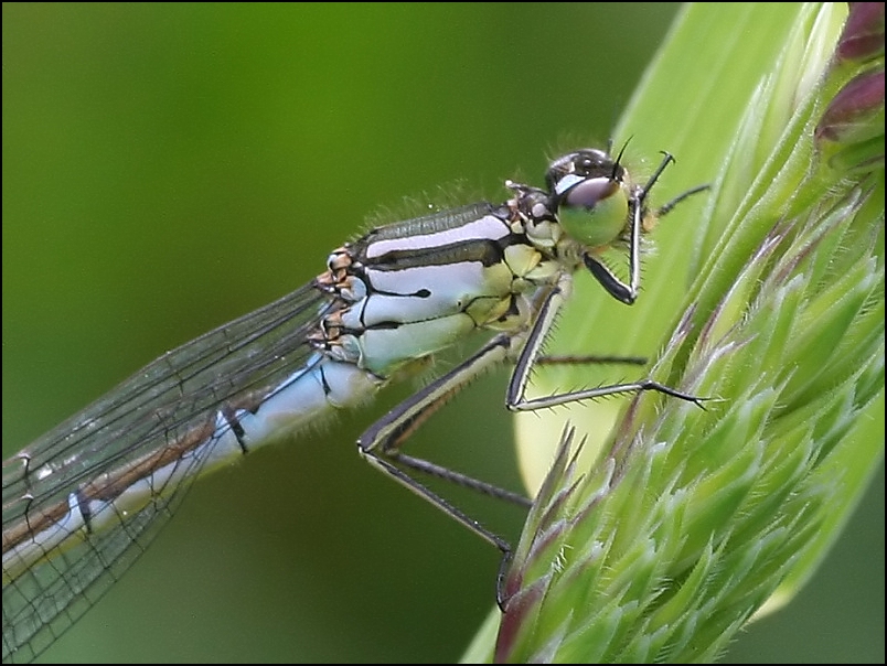 2007-05-13_Maanwaterjuffer_vr_-_Oudemolen_2.jpg