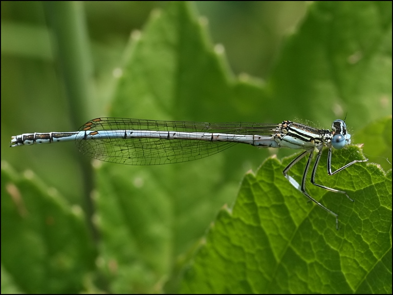 2007-06-05_Blauwe_breedscheenjuffer_m_-_Westersediepje.jpg