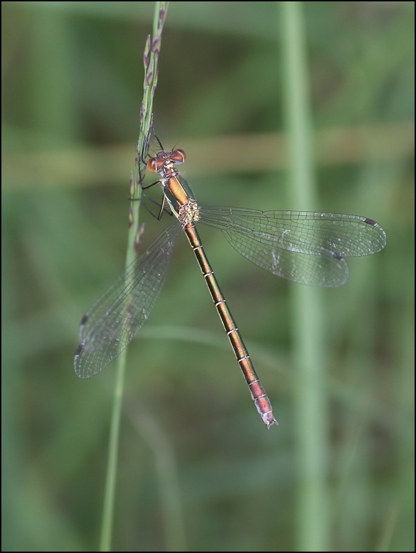 2007-06-24_Tangpantserjuffer_v_-_Balloerveld.jpg