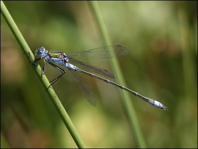 2007-07-08_Gewone_pantserjuffer_-_Dwingelderveld_2.jpg