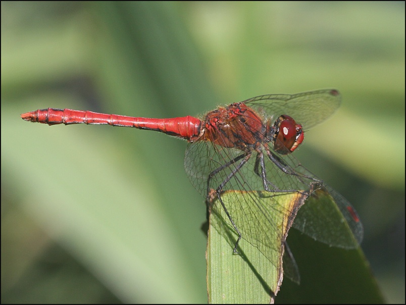 2007-08-05_Bloedrode_heidelibel_-_Anloo.jpg