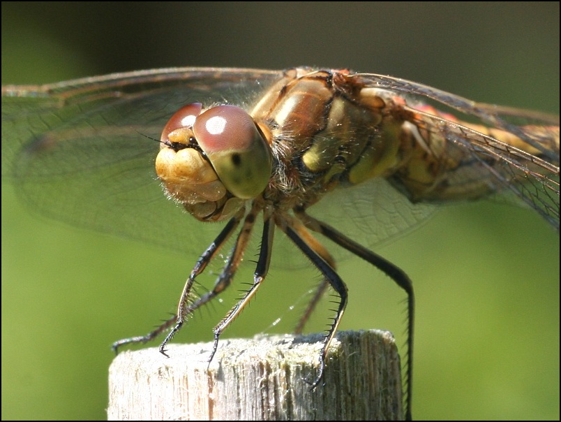 2007-08-05_Steenrode_heidelibel_-_Annen.jpg