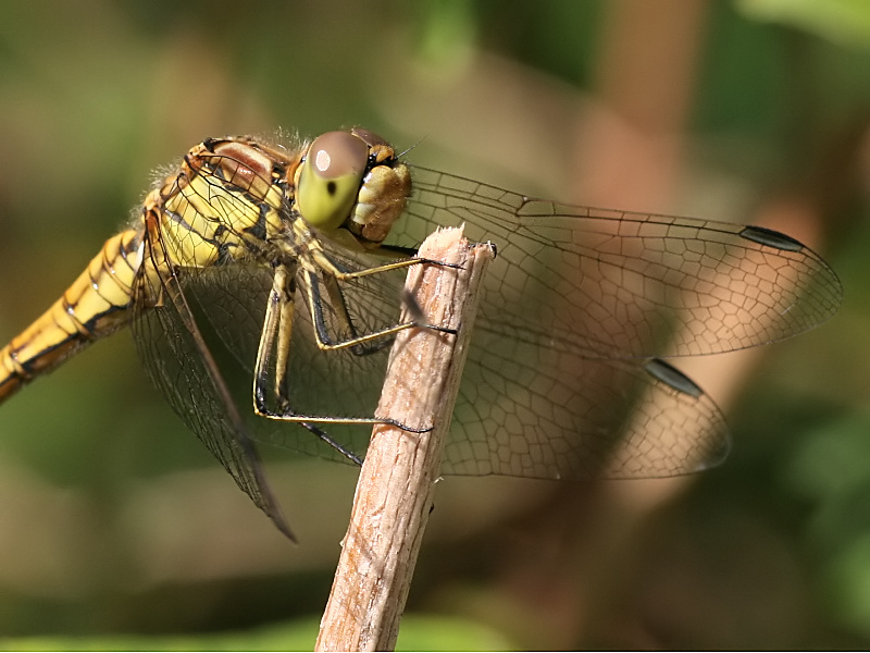 2007-08-26_Steenrode_heidelibel_-_Annen.jpg