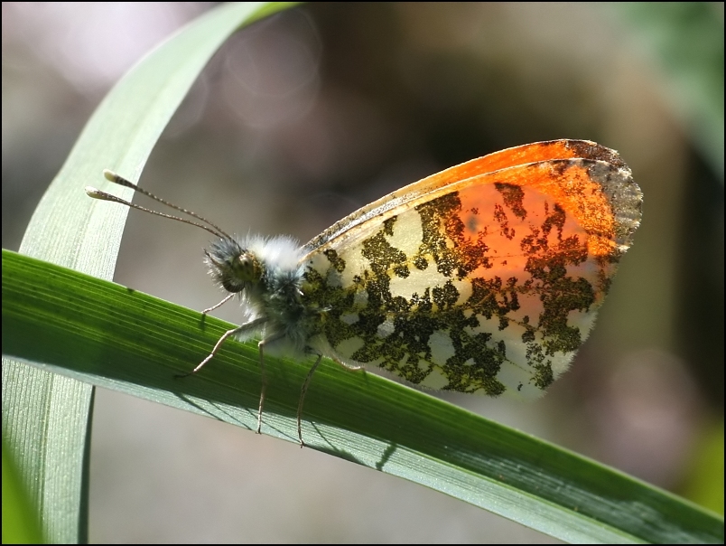 2007-04-29_Oranjetipje_-_Oudemolen.jpg