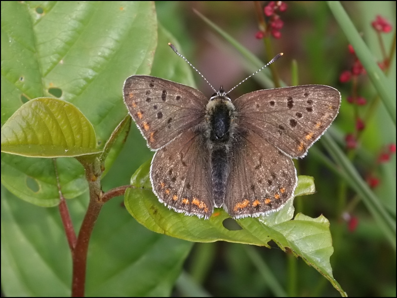 2007-05-19_Bruine_vuurvlinder_-_Bargerveen.jpg