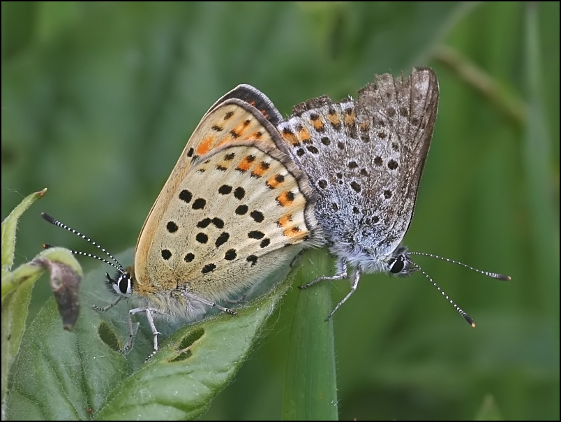 2007-05-19_Bruine_vuurvlinders_-_Bargerveen.jpg