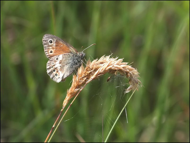 2007-06-19_Veenhooibeestje_-_Fochteloerveen_2.jpg