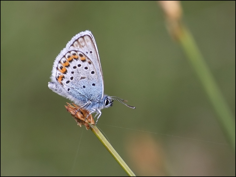 2007-06-24_Heideblauwtje_-_Balloerveld_1.jpg