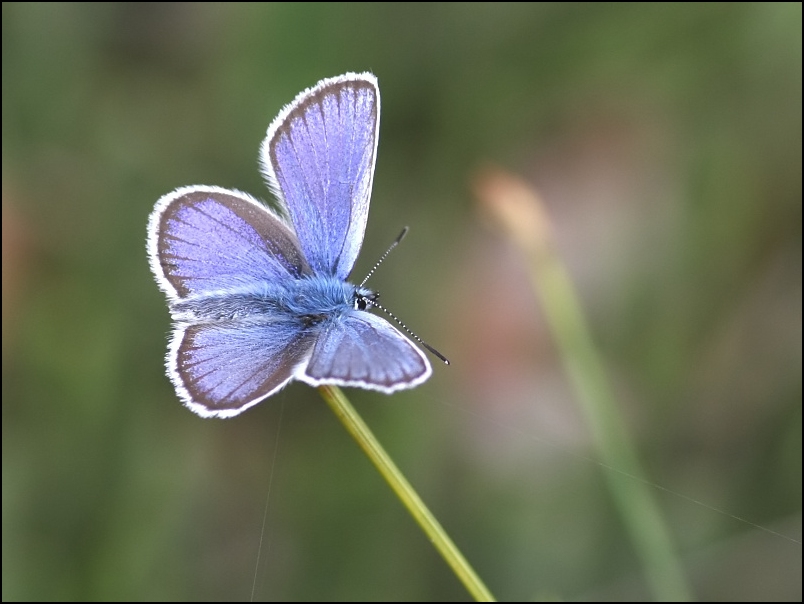 2007-06-24_Heideblauwtje_-_Balloerveld_2.jpg