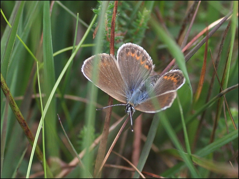 2007-06-24_Heideblauwtje_-_Balloerveld_3.jpg